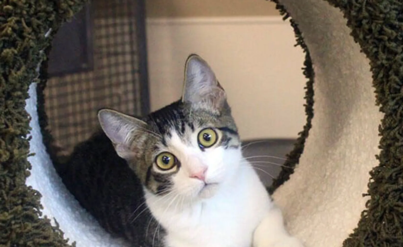 Cat on a scratching structure at Conejo Valley Veterinary Hospital