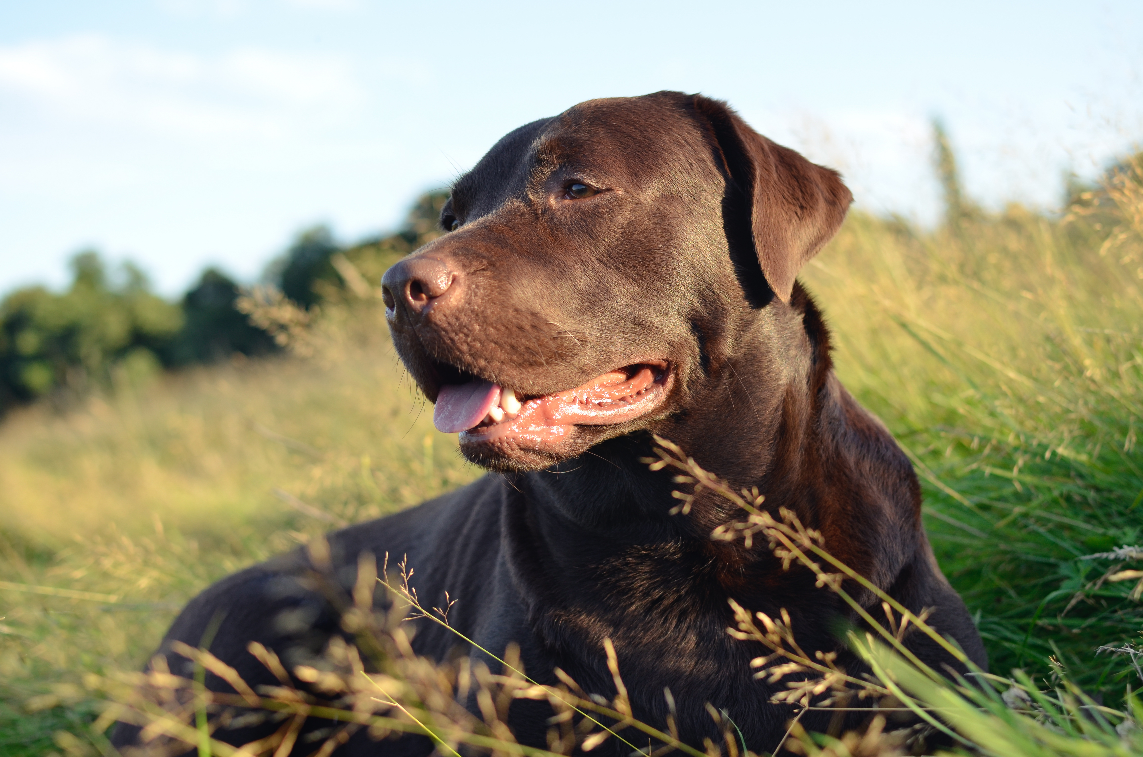 brown dog laying in field