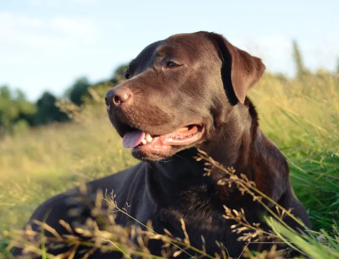 brown dog laying in field brown dog laying in field