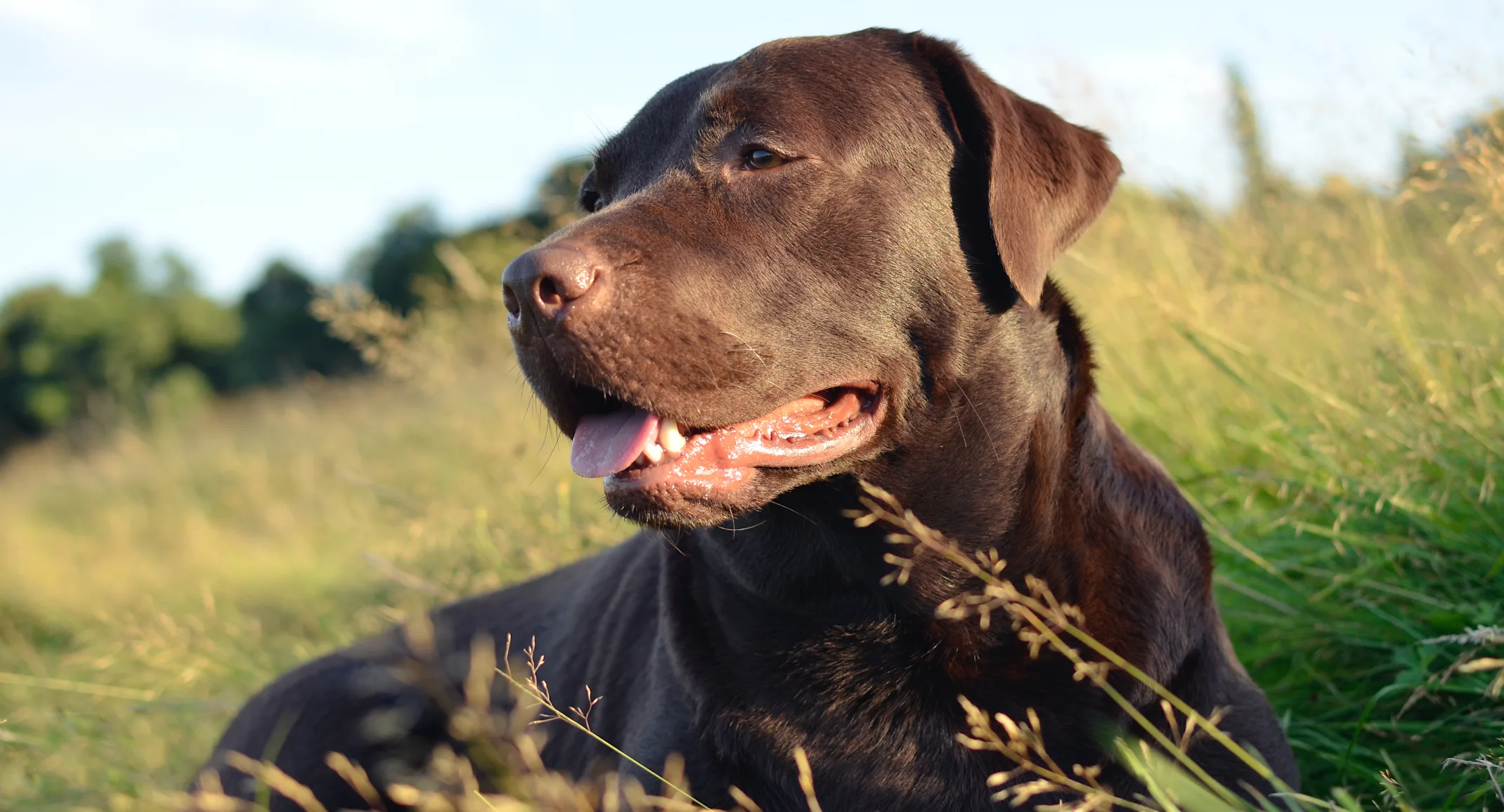 brown dog laying in field brown dog laying in field