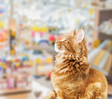 Cat in store looking up Cat in store looking up