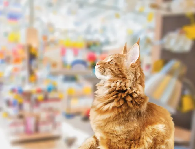 Cat in store looking up Cat in store looking up