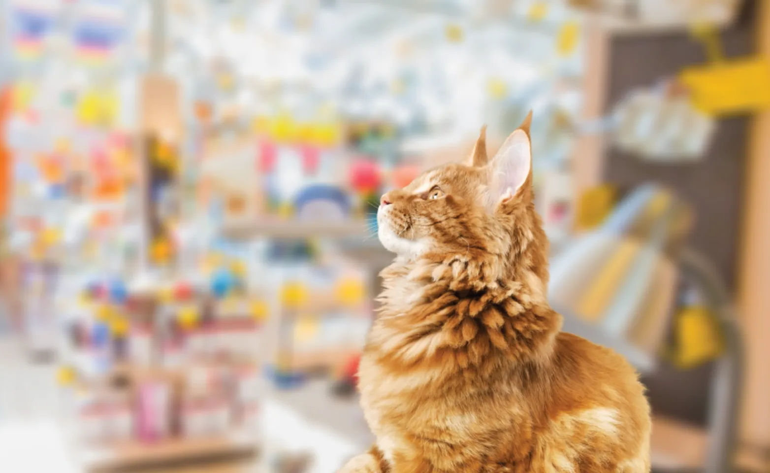Cat in store looking up Cat in store looking up