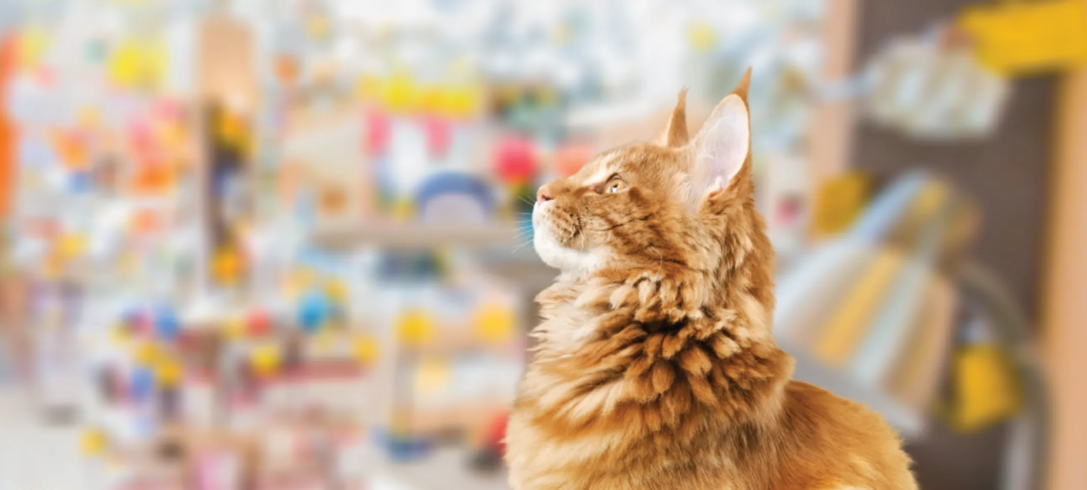 Cat in store looking up Cat in store looking up
