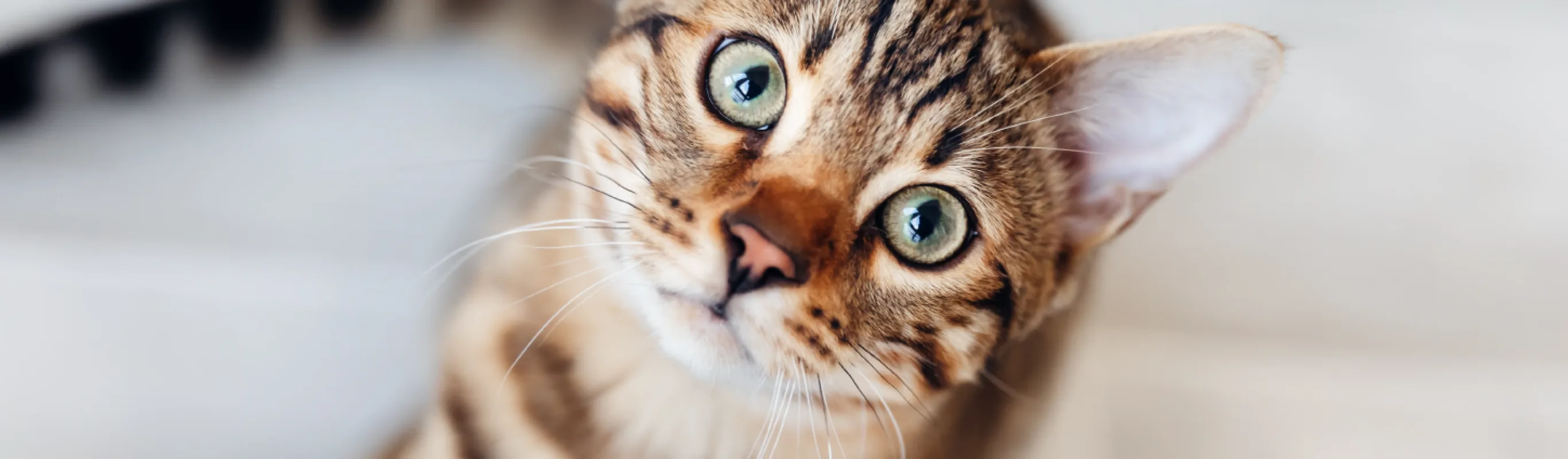 Cat staring into camera Cat staring into camera