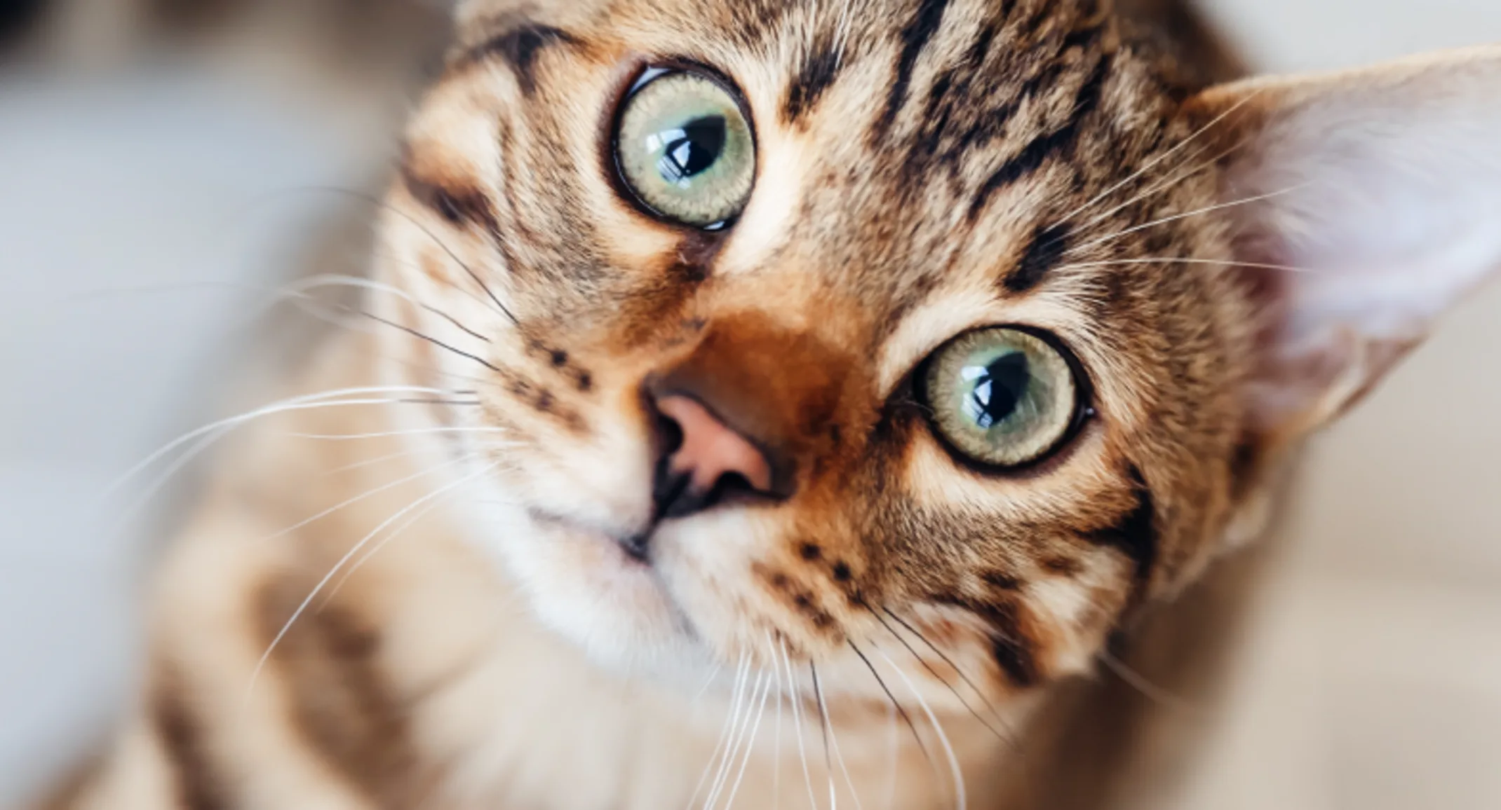 Cat staring into camera Cat staring into camera