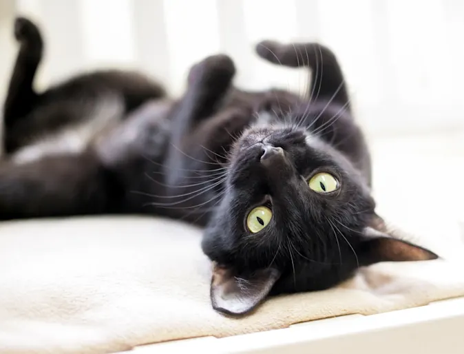 Cat Laying on Couch at NVA Pet Hospital Cat Laying on Couch at NVA Pet Hospital
