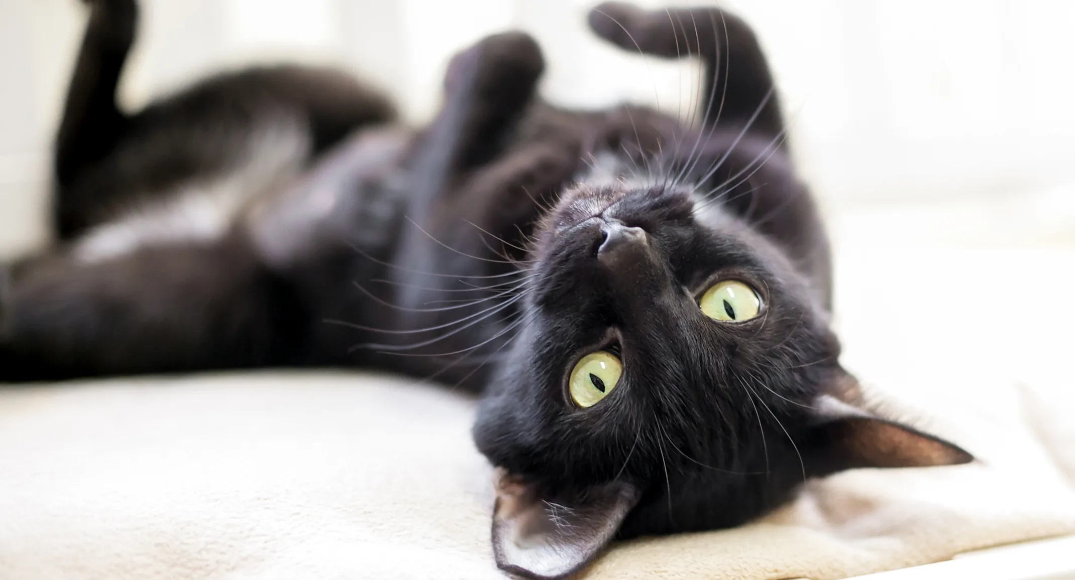 Cat Laying on Couch at NVA Pet Hospital Cat Laying on Couch at NVA Pet Hospital