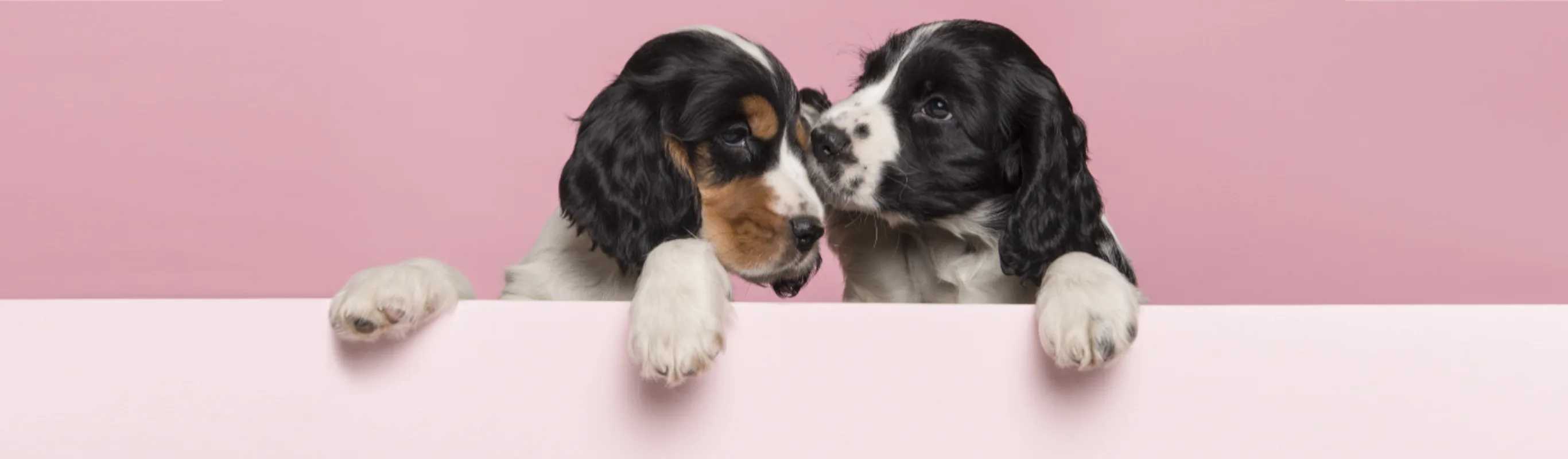 Two Dogs Peering Over a Pink Wall