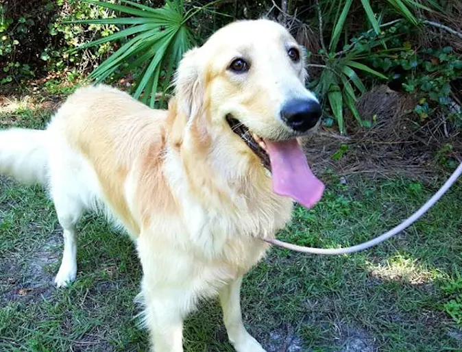 Happy adult dog wagging their tail standing on a lawn Happy adult dog wagging their tail standing on a lawn