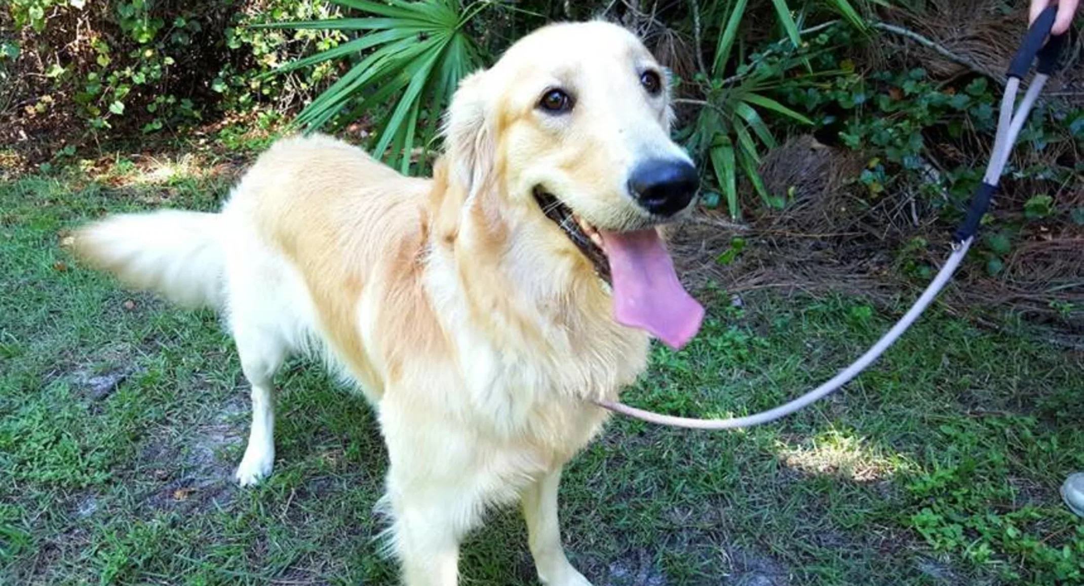 Happy adult dog wagging their tail standing on a lawn Happy adult dog wagging their tail standing on a lawn
