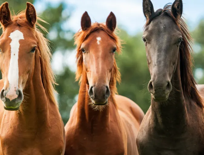 Group of Horses