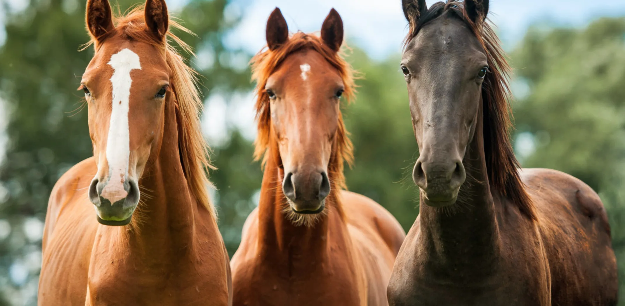 Group of Horses Group of Horses
