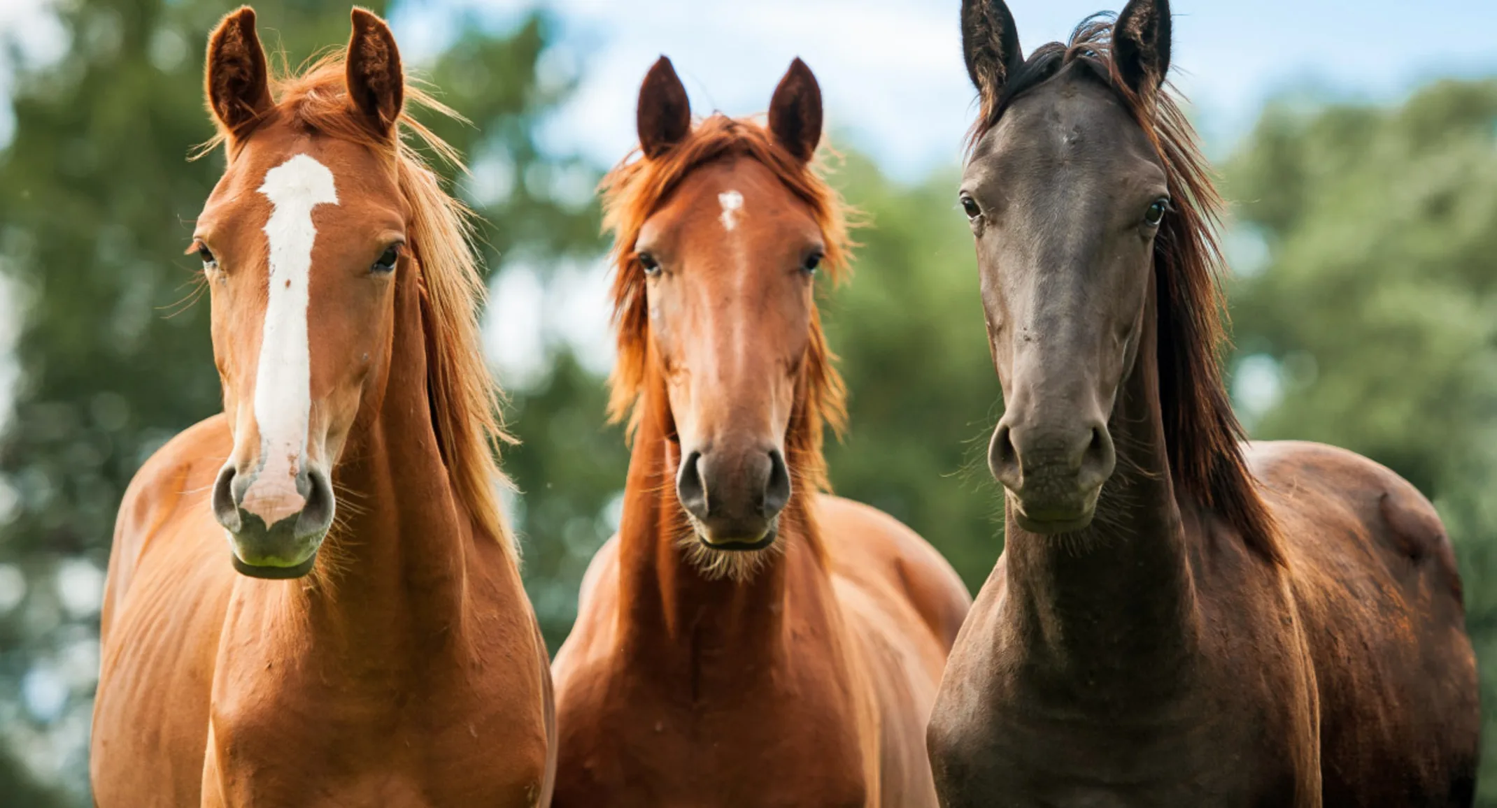 Group of Horses