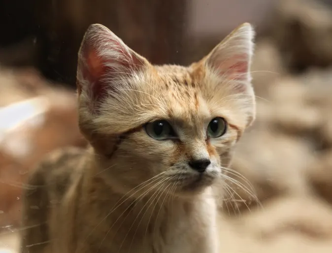 Small Wild Cat in a Desert Small Wild Cat in a Desert