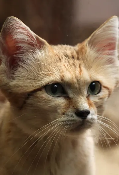 Small Wild Cat in a Desert Small Wild Cat in a Desert