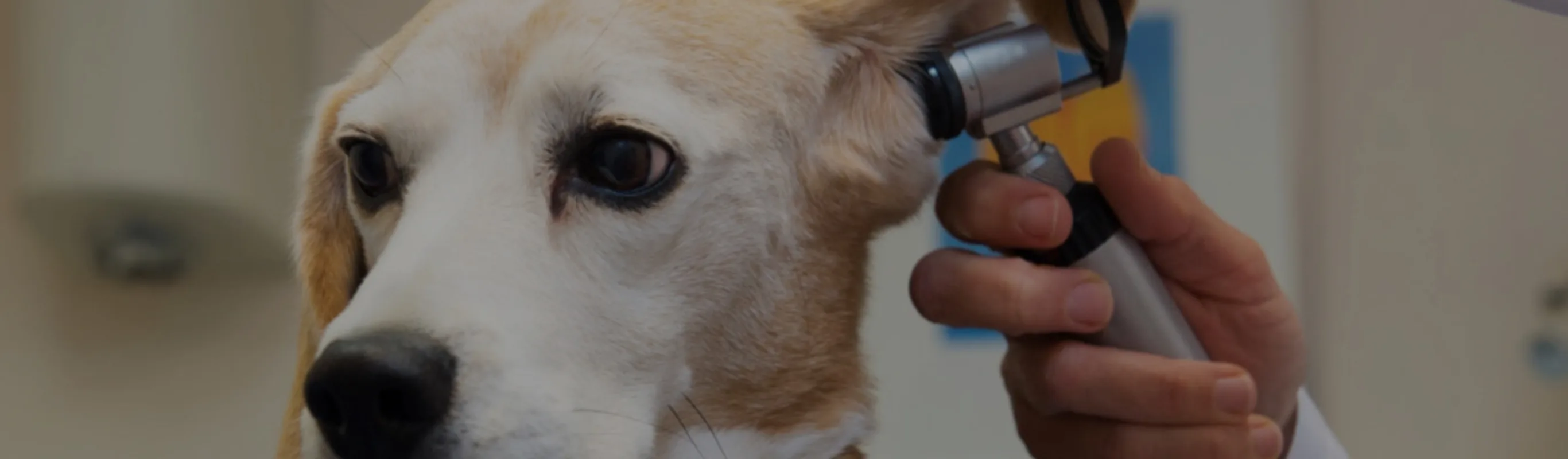 Tan and white dog getting its ears checked Tan and white dog getting its ears checked