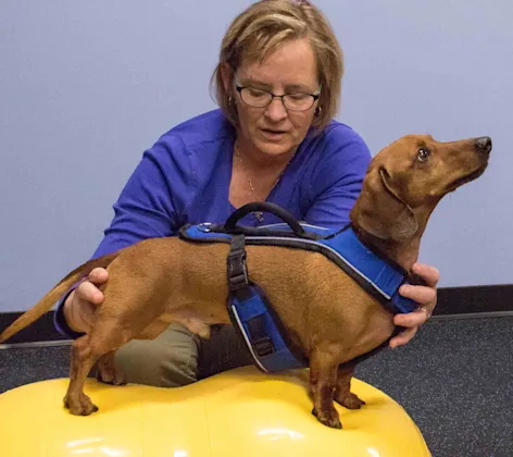 Staff member supporting a dog that's standing on a yellow ball Staff member supporting a dog that's standing on a yellow ball