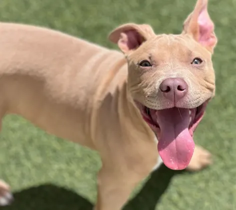 brown dog with tongue out brown dog with tongue out