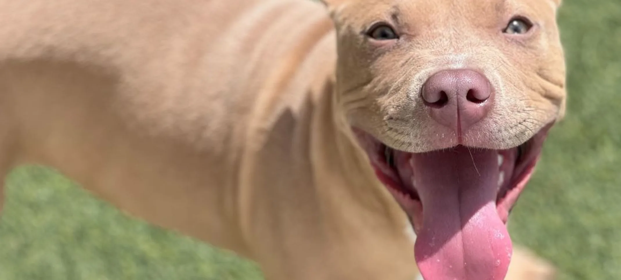 brown dog with tongue out brown dog with tongue out