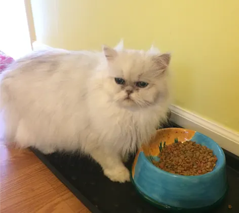 cat next to bowl of food cat next to bowl of food