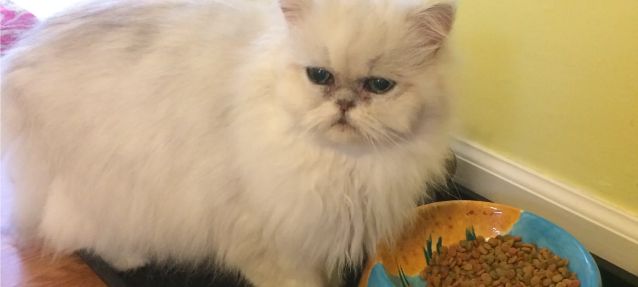 cat next to bowl of food