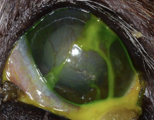Keratoconjunctivitis sicca (KCS), also known as dry eye disease