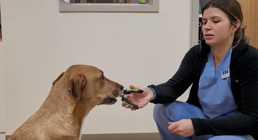 How to Trim Your Dog's Nails with Chatham-Kent Veterinary Hospitals