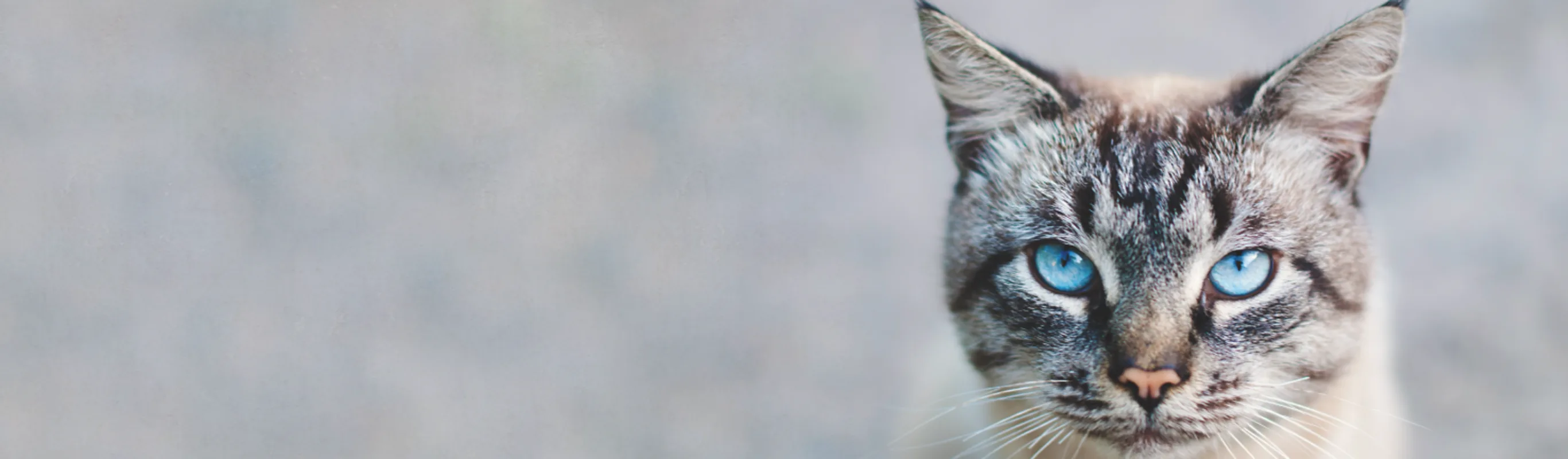 Cat staring at the camera Cat staring at the camera