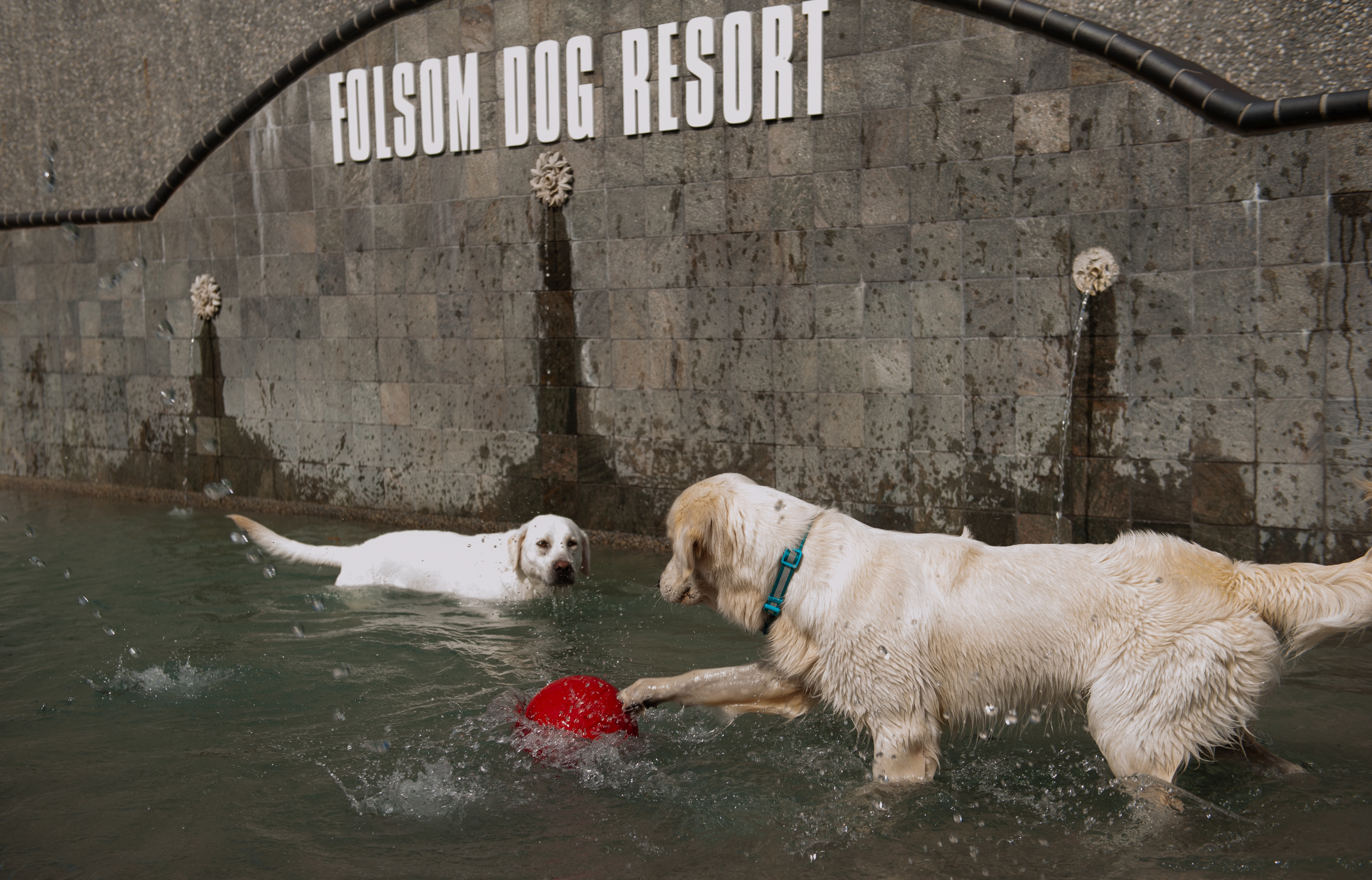 Folsom dog 2025 resort boarding prices