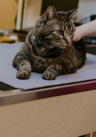 Cat on Examine Table