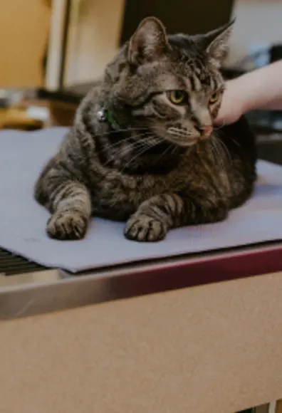 Cat on Examine Table