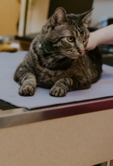 Cat on Examine Table Cat on Examine Table