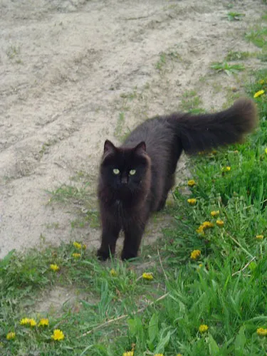 Black cat standing in some grass and dirt