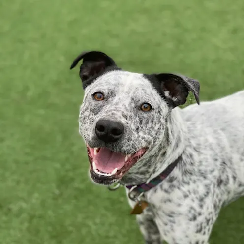 Spotty White Dog Smiling Spotty White Dog Smiling