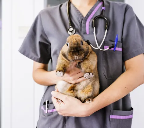 Doctor holding a rabbit