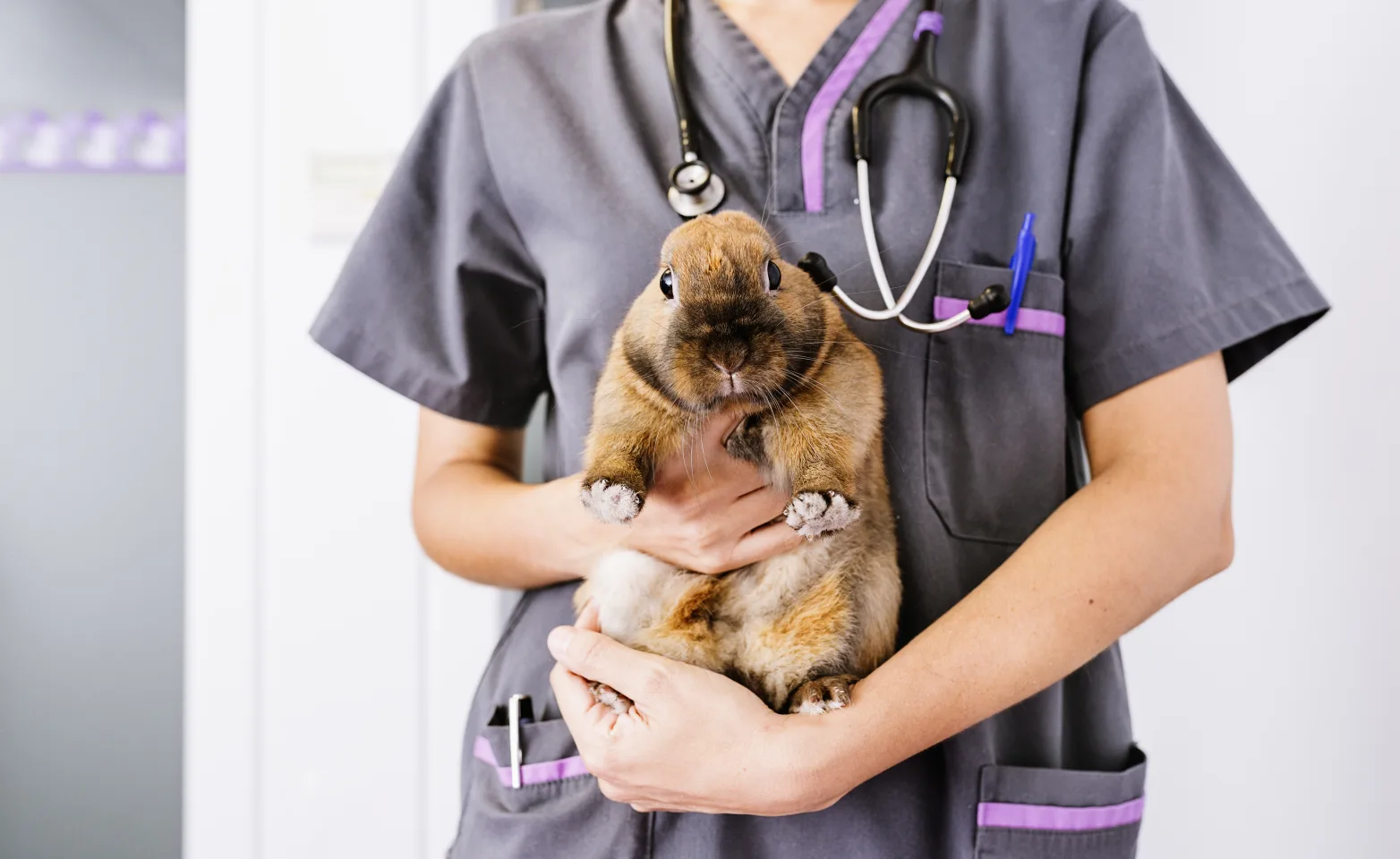 Doctor holding a rabbit
