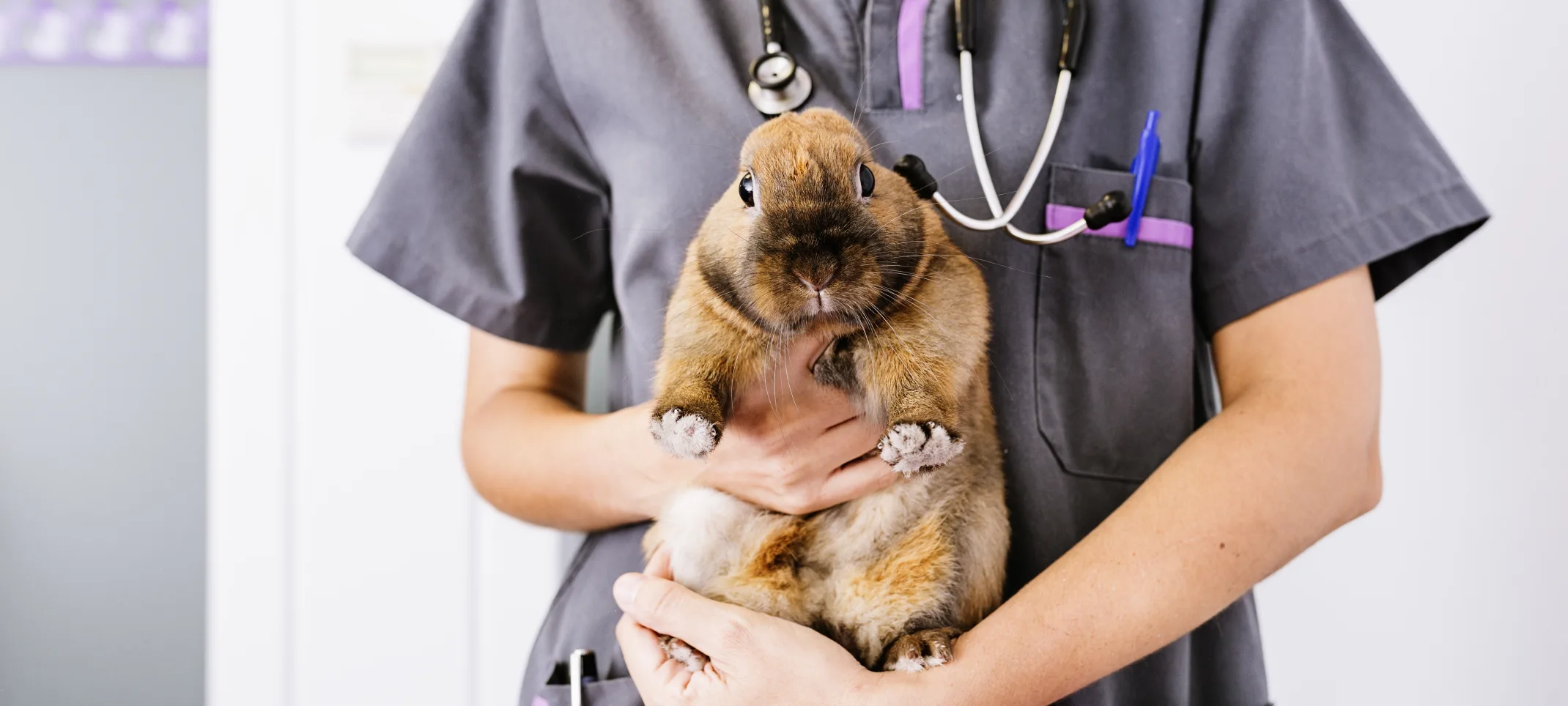 Doctor holding a rabbit