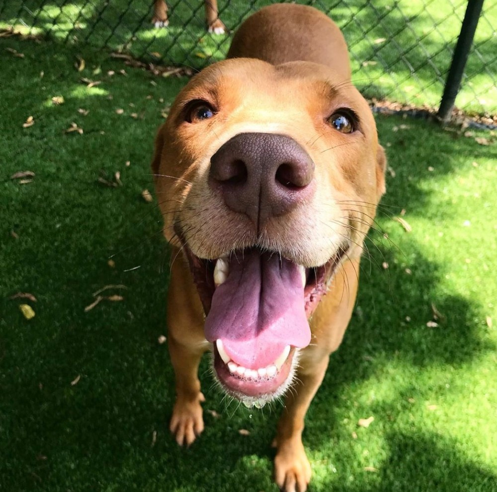 dog standing in grass at Hill Country Animal Hospital