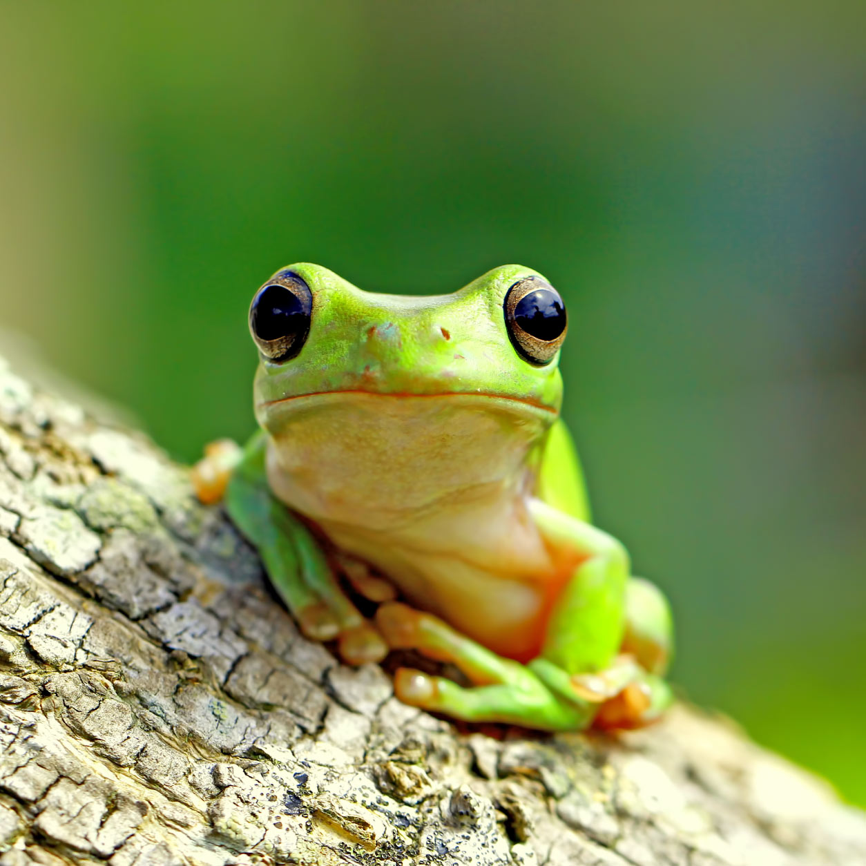 Vet Successfully Sews One Stitch in Tiny Tree Frog Whose Lung Was