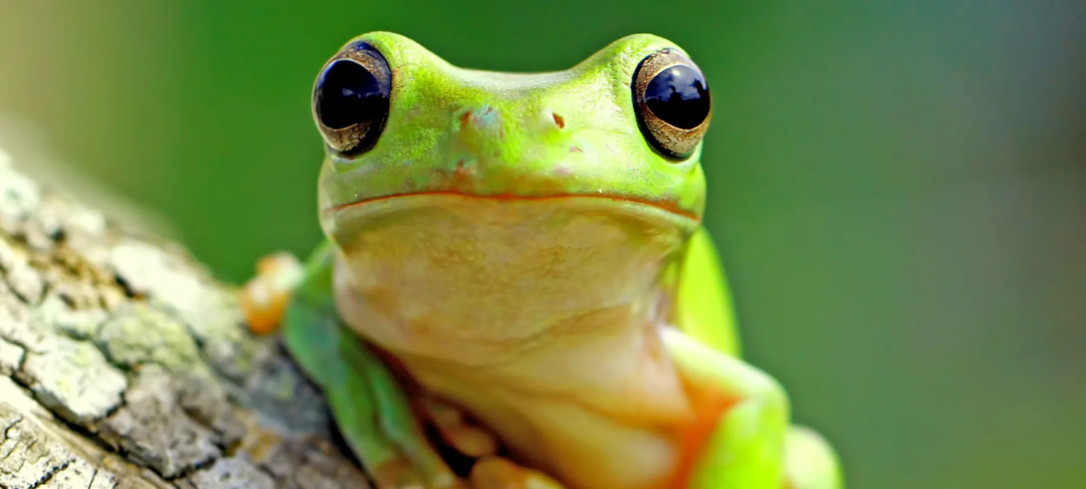 Close up of a bright neon tiny tree frog on a tree. Close up of a bright neon tiny tree frog on a tree.