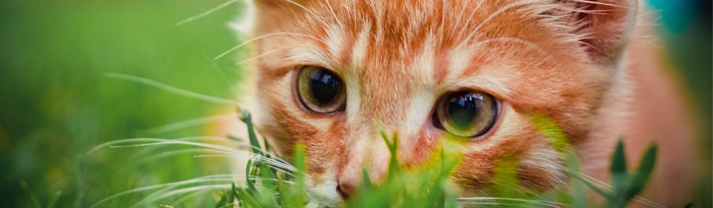 A close up of the face of a tan/orange cat laying in the grass