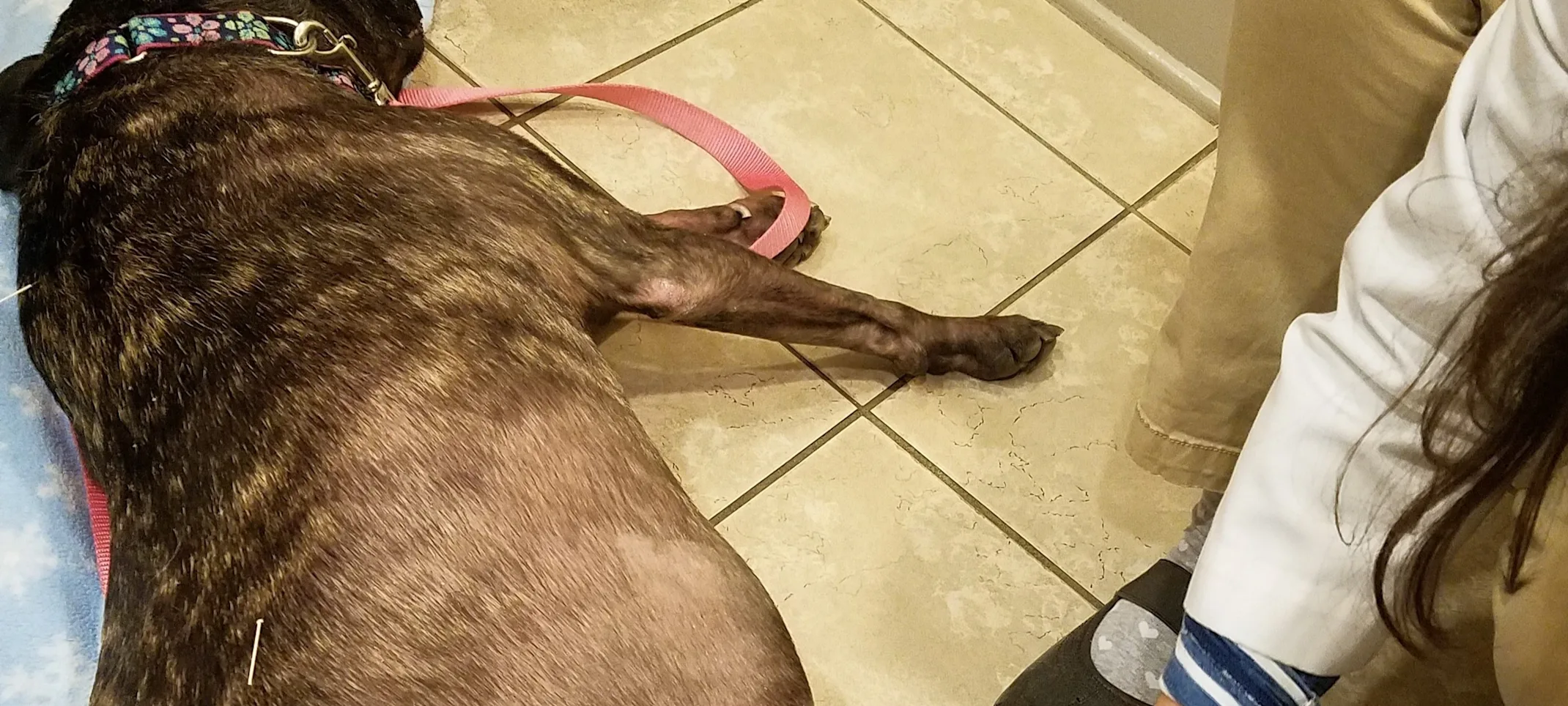 A Dog Lying on the Floor Receiving Acupuncture Therapy