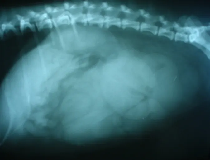 X-ray of infection in Scimpi's body X-ray of infection in Scimpi's body