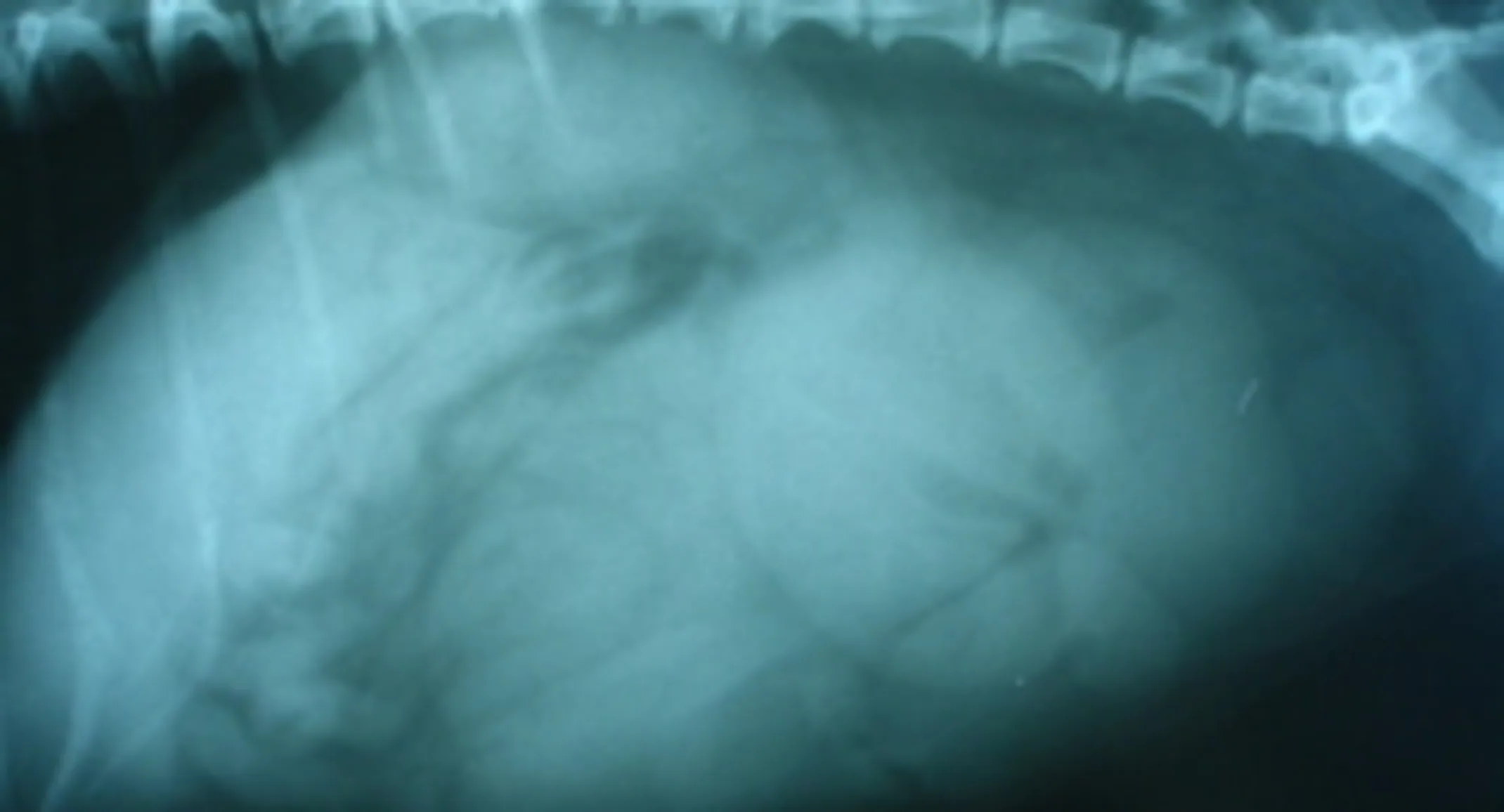 X-ray of infection in Scimpi's body  X-ray of infection in Scimpi's body