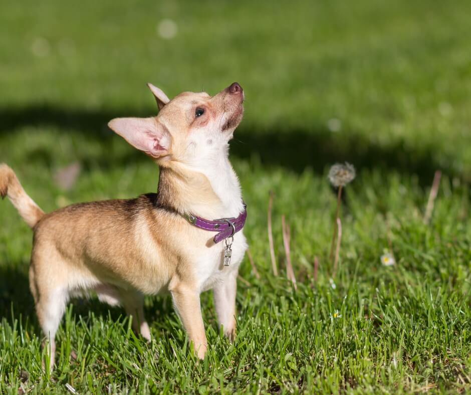 male chihuahua in grassy field