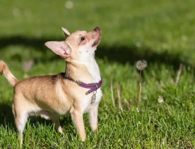 male chihuahua in grassy field male chihuahua in grassy field