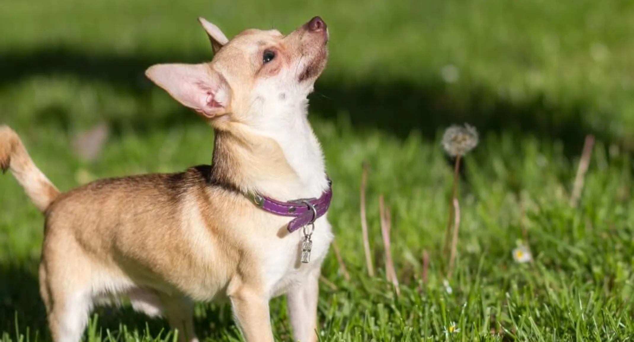 male chihuahua in grassy field male chihuahua in grassy field