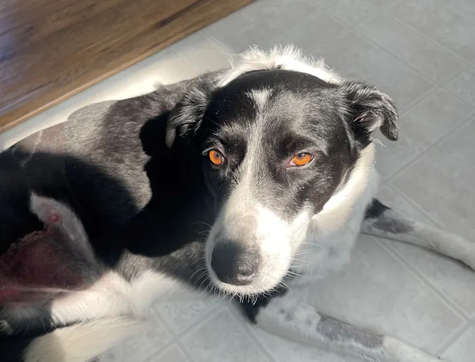 black and white dog lying down