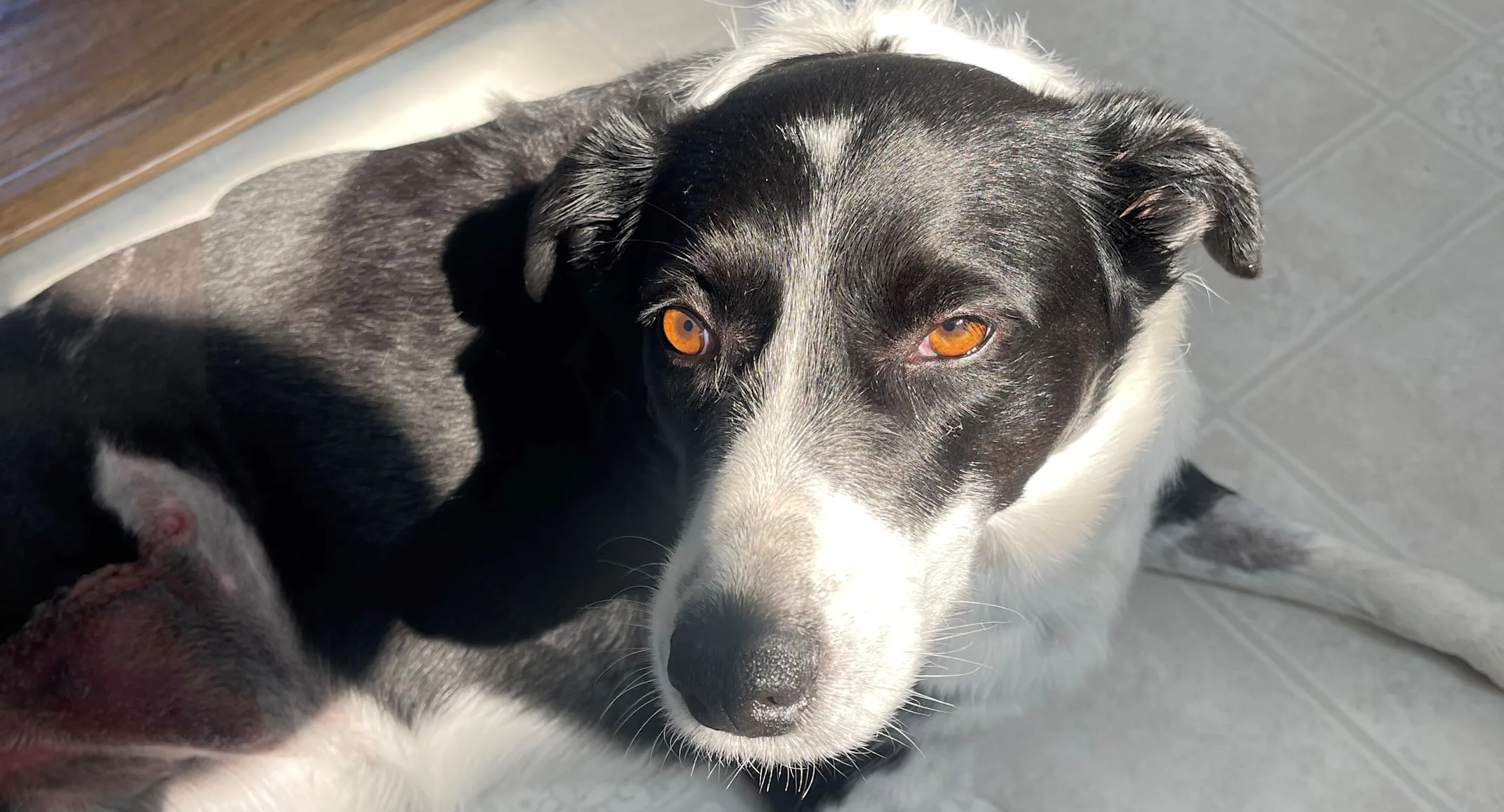 black and white dog lying down black and white dog lying down